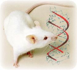 Resultado de imagen de ratones laboratorio