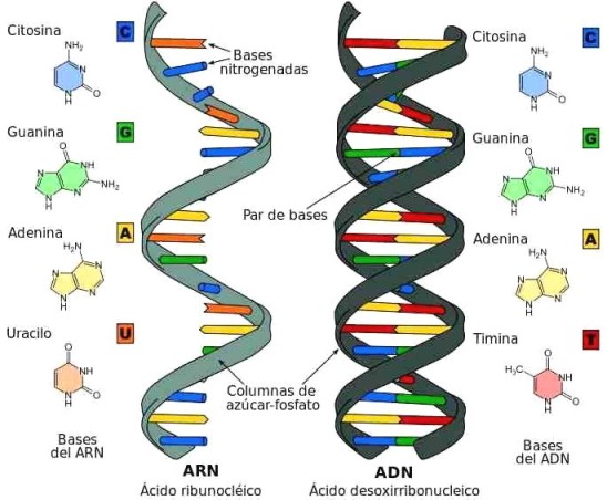 diferencia_DNA_RNA