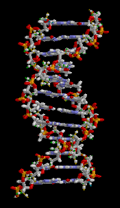 Estructura_ADN