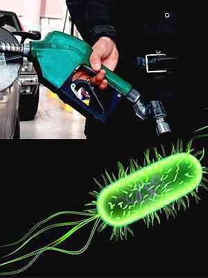 gasolina-bacterias