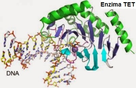 enzima_tet