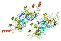 Euchromatic histone-lysine N-methyltransferase 2 (EHMT2), also known as G9a, is a histone methyltransferase that in humans is encoded by the EHMT2 gene (Wikipedia)